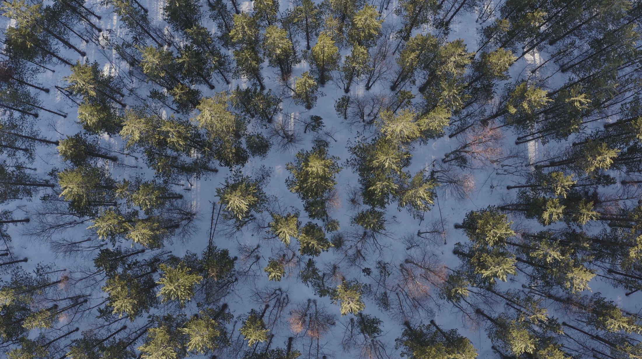 Flygbild över en vinterskog